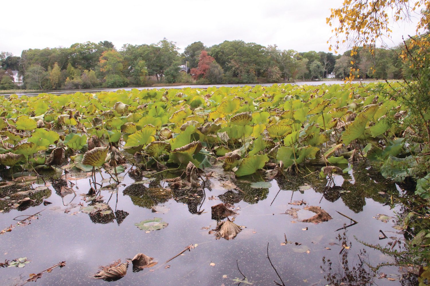 FALL IS HERE: The wilting of the sacred lotus bloom at Meshanticut Pond is seen over the weekend. DEM officials say the plants, as they decay, will affect oxygen levels in the pond.